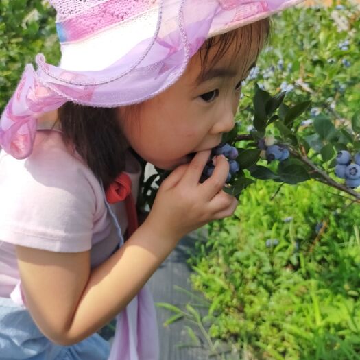 平邑县蓝丰蓝莓苗 当年结果蓝莓大苗薄雾，蓝宝石，奥尼尔喜莱杜克兔眼盆栽地蓝莓