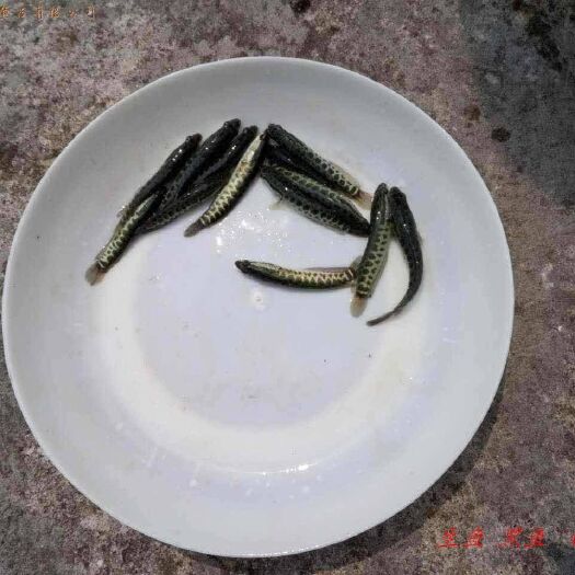 紫云县 乌鱼苗，黑鱼，七星鱼，淡水养殖，专车运输
