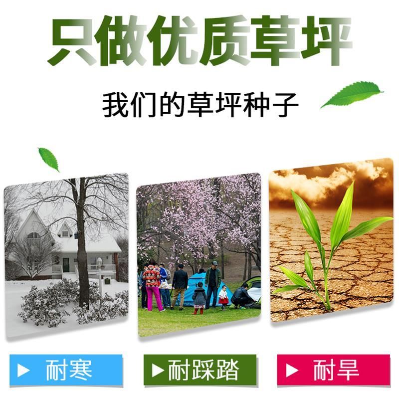 草坪种子 矮生百慕大种子四季常青耐旱耐践踏护坡固土草坪草籽种子绿化庭院