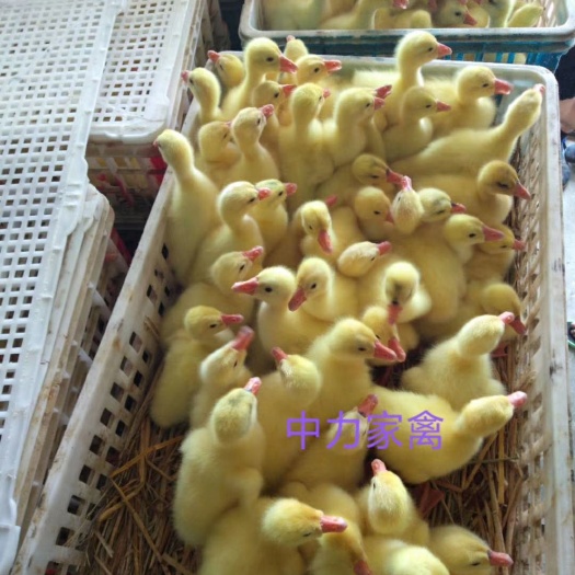 广汉市鹅苗，大三花鹅苗