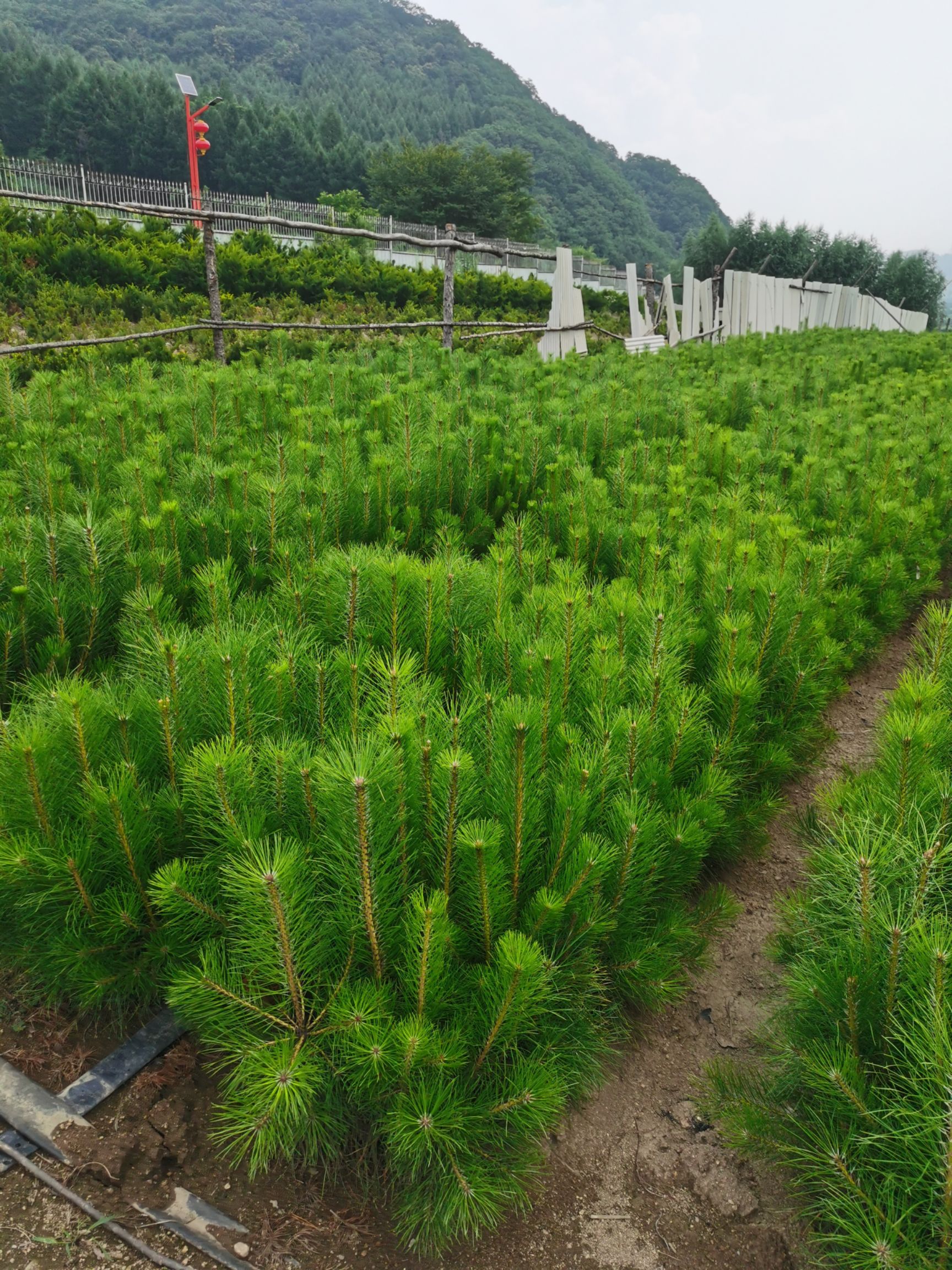 东北油松 油松杯苗