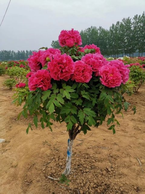  精品牡丹芍药花，