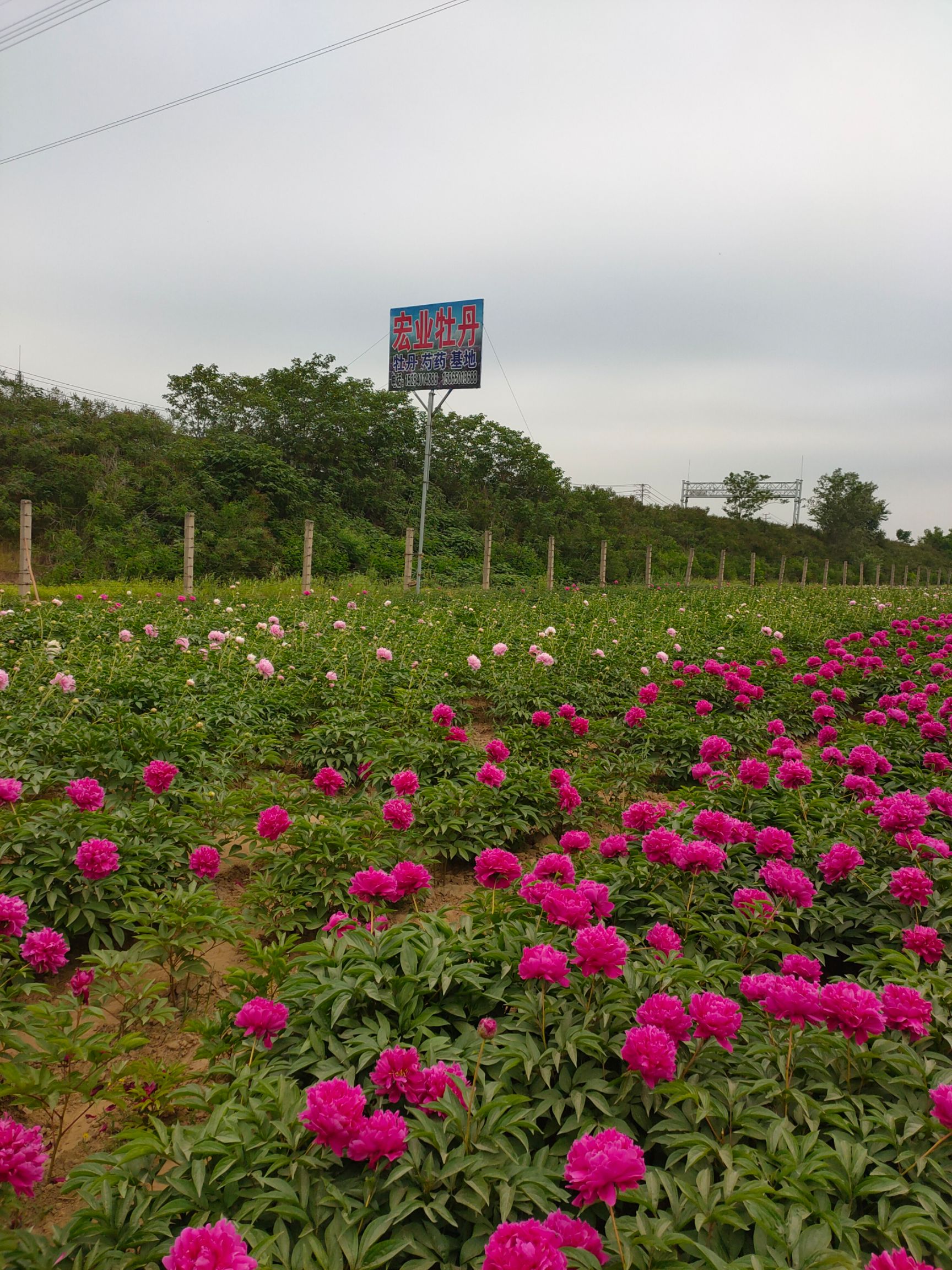  精品牡丹芍药花，