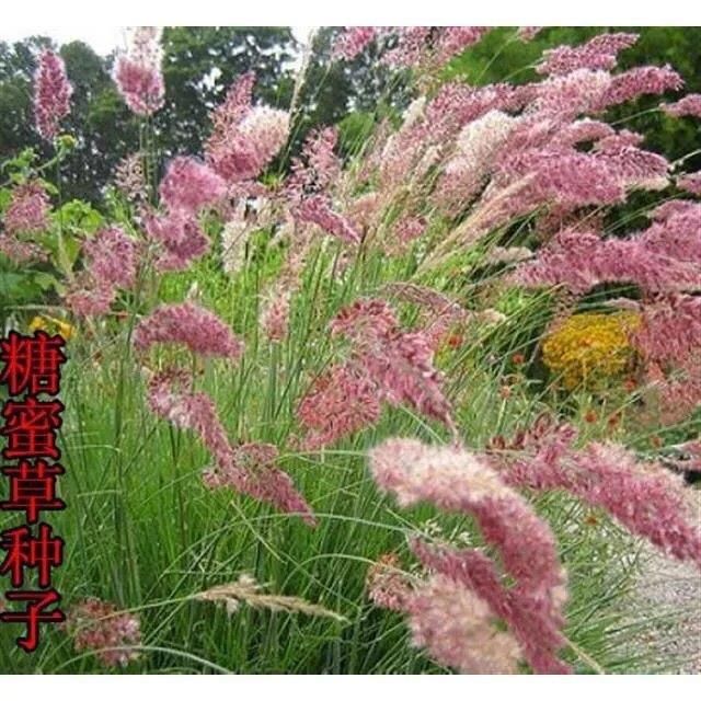  牧草种子 正宗优质糖蜜草种子 家禽饲料防沙固土草观赏草籽