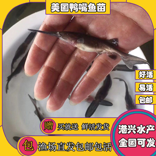 清远鸭嘴鲟鱼苗  [优质品种]美国鸭嘴鱼苗 好养易活 鲜活鱼苗 价格优惠