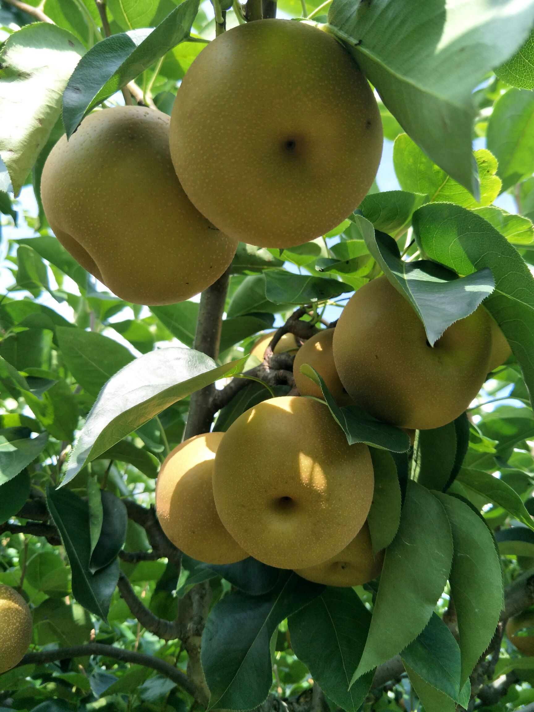 长十郎梨(糖梨)