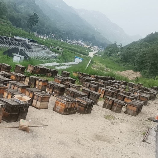 阜平县 天然蜂蜜