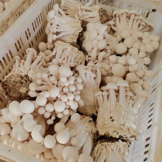 贵阳 海鲜菇  蟹味菇