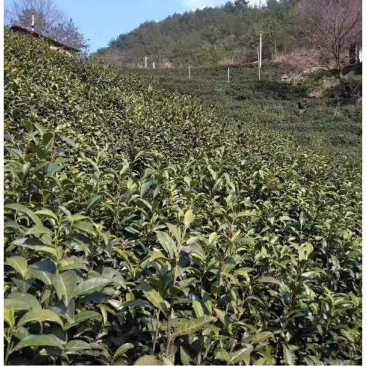 岳西县岳西翠尖 1-2年