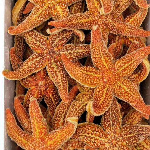 济南 海星，2/3－－－4/5－－－6/8