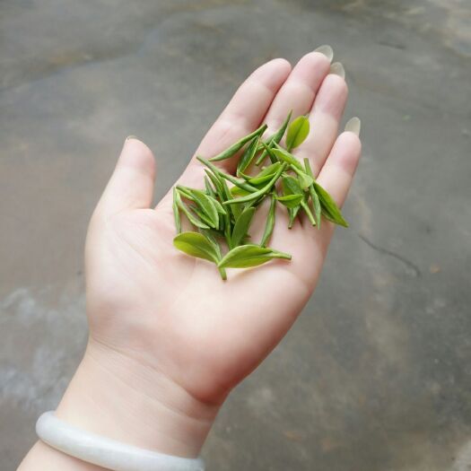 新昌县大佛龙井茶 夏季口粮茶，茶胚媲美雨前茶