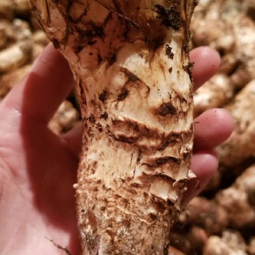  藏区新鲜松茸   松茸上市啦  量大从优  欢迎各位朋友来