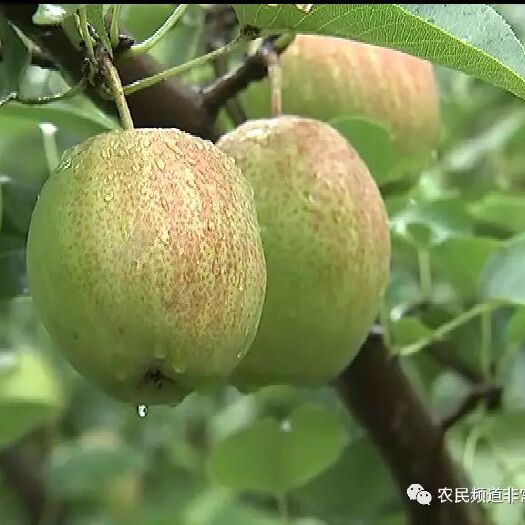 泊头市 泊头黄冠梨新梨七号已大量上市，有需要客商洽谈联系