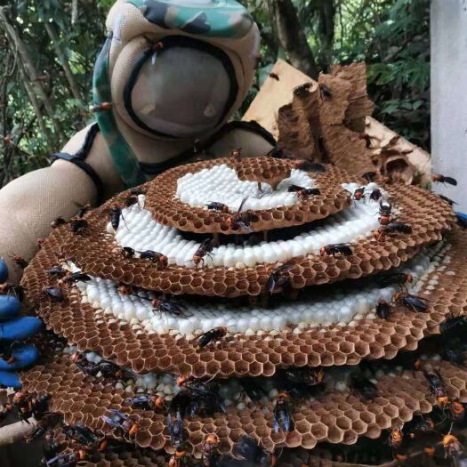 墨江县黄脚胡蜂 生态养殖不喂白糖
葫芦蜂（黄脚）
大黑蜂（红娘）
高山百花蜜