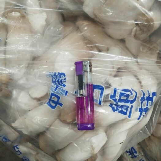 海伦市 杏鲍菇 小菇 切片
