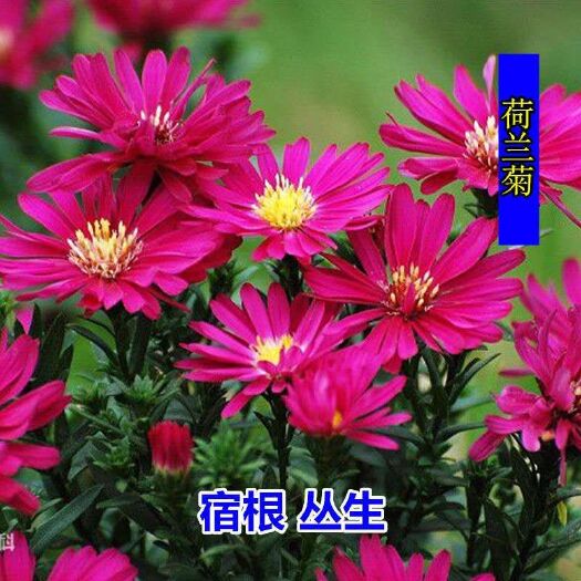 宿迁 荷兰菊种子柳叶菊花种子四季播易种花卉种子 免费拿样可到付
