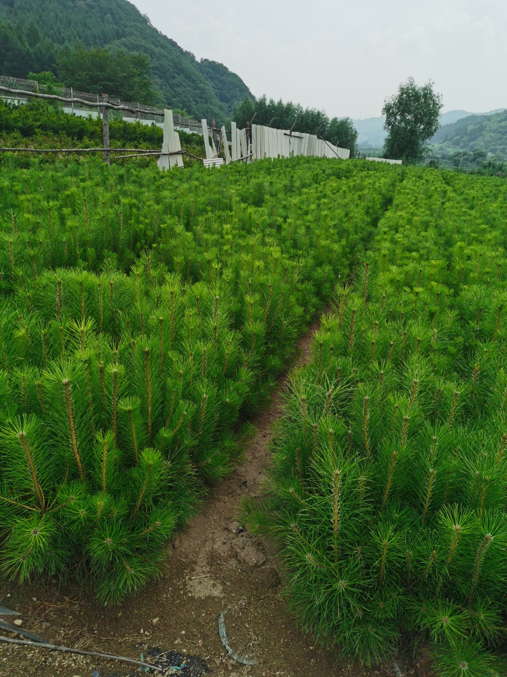 东北油松 油松杯苗