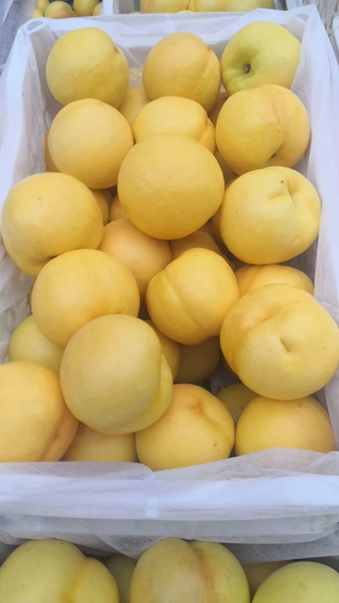  沂蒙山优质黄金油桃，黄焗油