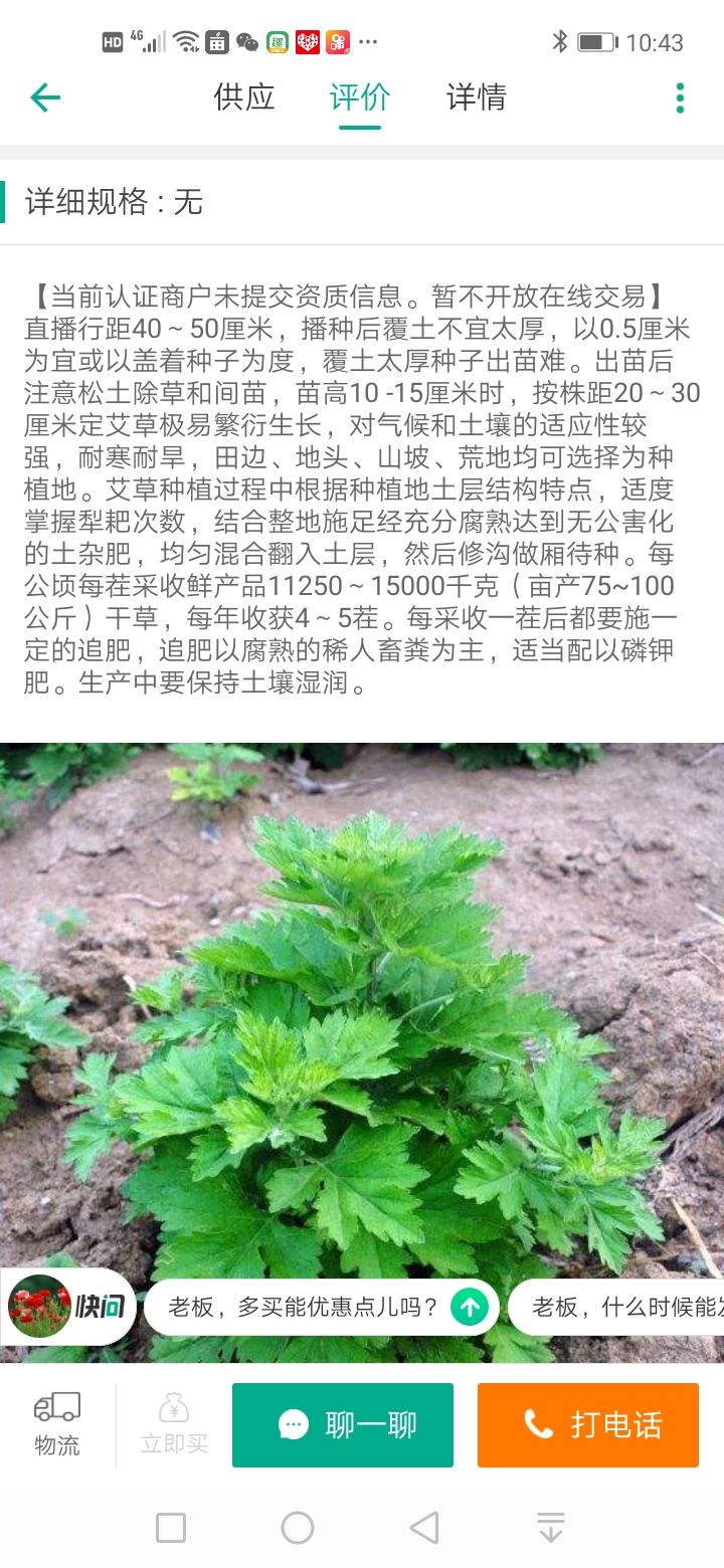 艾草苗大叶五尖成活力强高抗旱抗涝基地直发全程提供技术指导