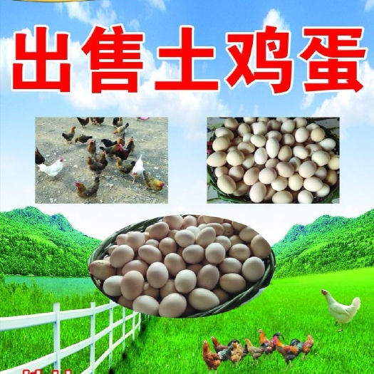 高平市 新鲜的土鸡蛋