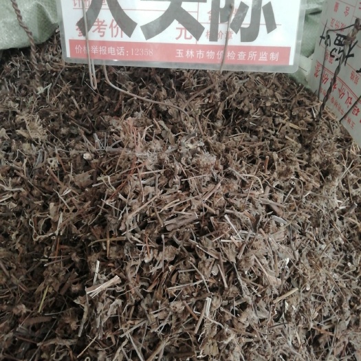  中药材 千捶草 大头陈