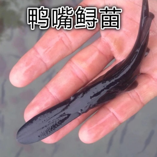 南宁鸭嘴鱼苗鱼苗，美国鸭嘴鱼苗。