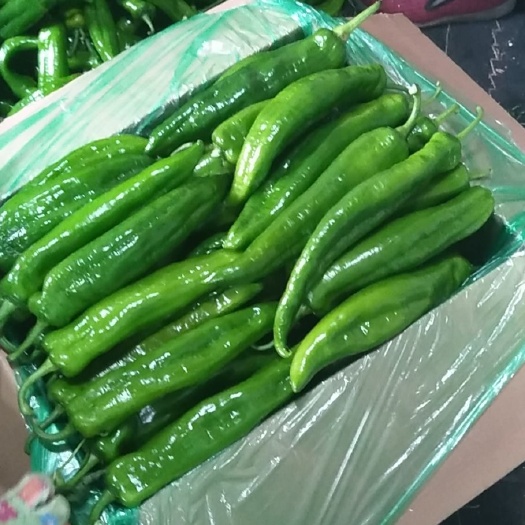 凌源市尖椒