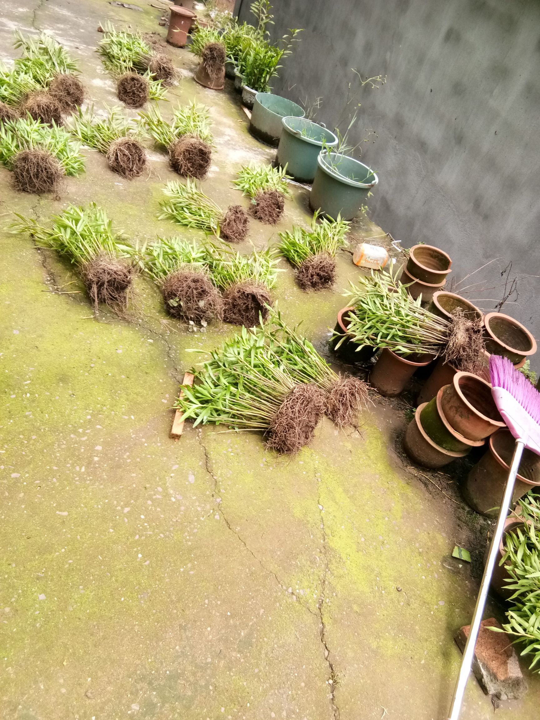 夹江叠鞘石斛  夹江县黄草石斛专业合作社，长期直供叠鞘石斛盆