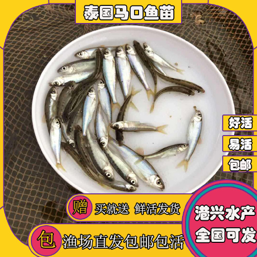 清远 [优质品种]泰国马口鱼苗 好养快大 量大从优 全国发货