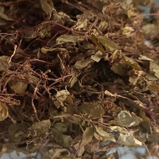 玉林新货风柜斗草干品 风谷草风鼓草楮头红
