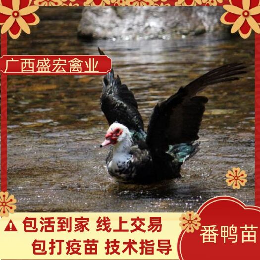 长沙鸭苗 优质番鸭 黑番鸭苗 个头均匀 诚信经营 包疫苗包运输