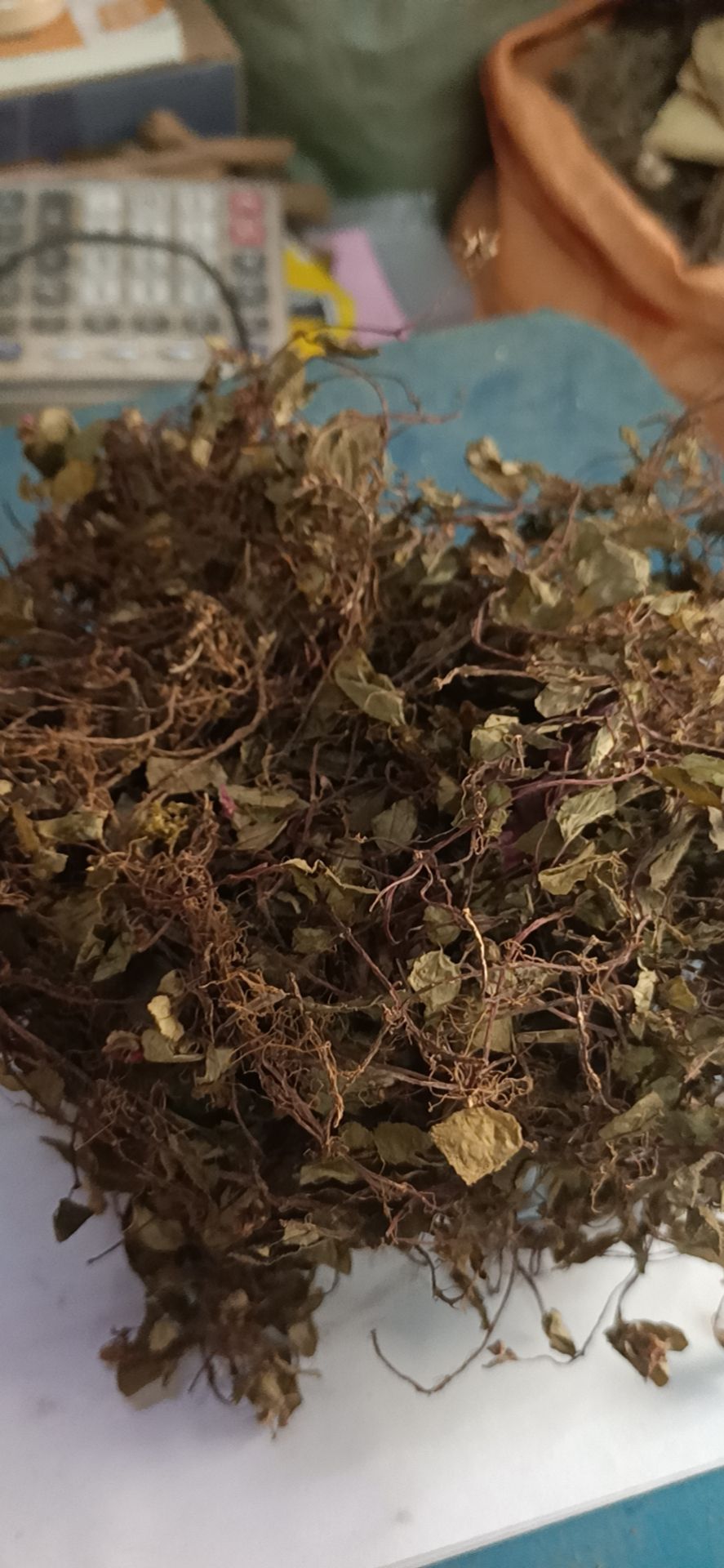新货风柜斗草干品 风谷草风鼓草楮头红