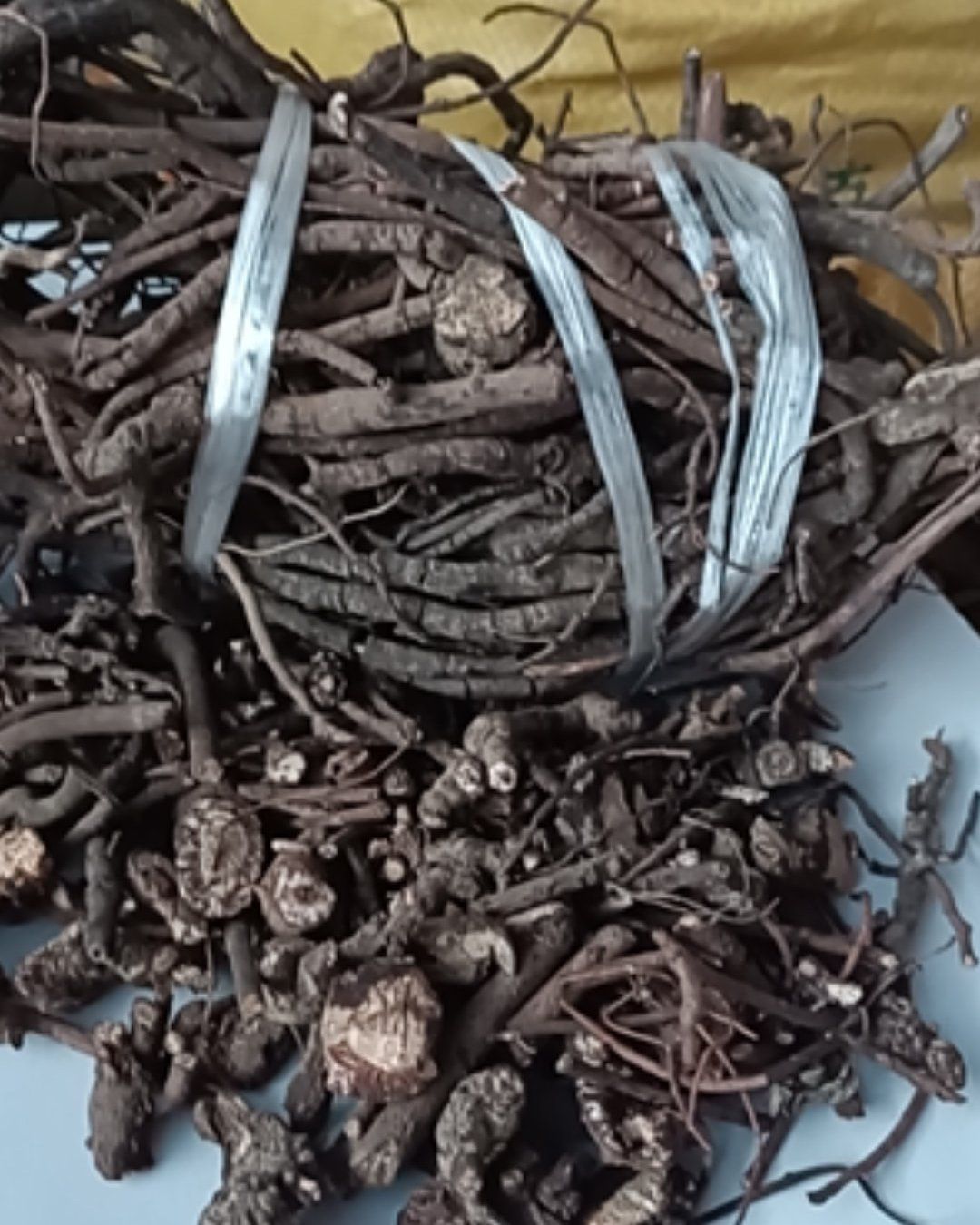 田氏中草药材血党 腺点紫金牛 斑叶朱砂根 珍珠盖伞 铁郎伞