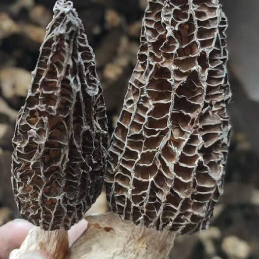 香格里拉干货羊肚菌
