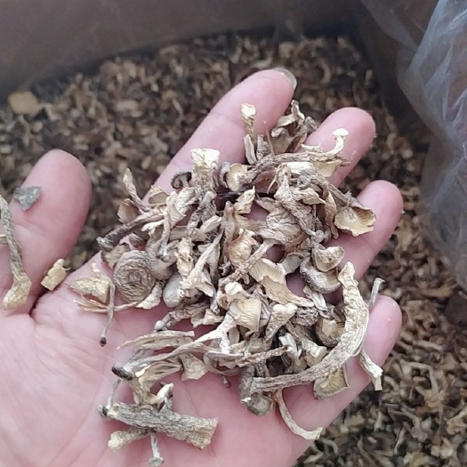 古田县鹿茸菇厂地直销一手货源支持视频看货，货真价实。