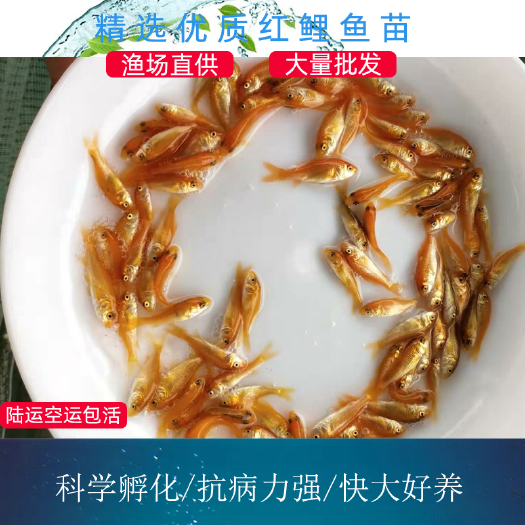 广州 红鲤鱼鱼苗 建鲤鱼苗3-4公分 优质苗大量出货