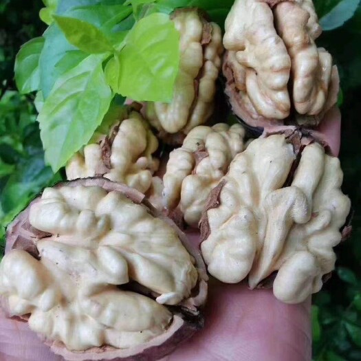 德昌县 新鲜核桃，大优1号，