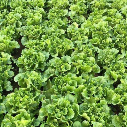 温州 油麦菜，生菜，云南菜