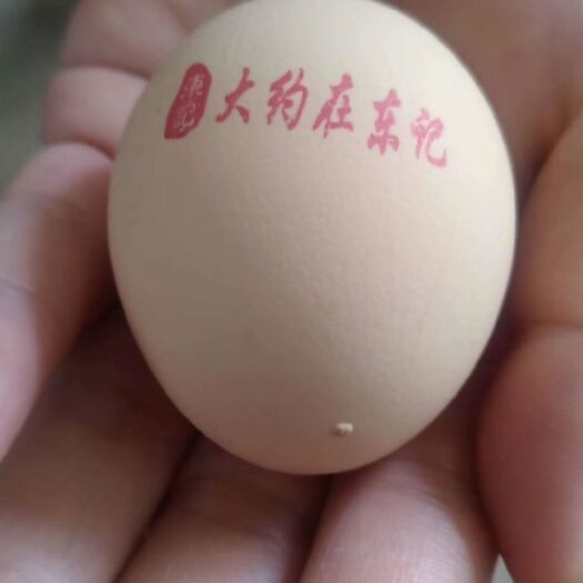 涞水县 大约在东记，北京油鸡蛋，御供鸡蛋