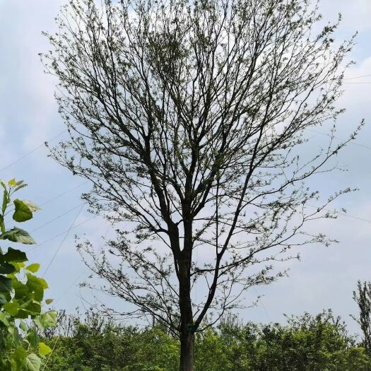 来安县 精品朴树 自家苗圃地 一手货源 欢迎选购