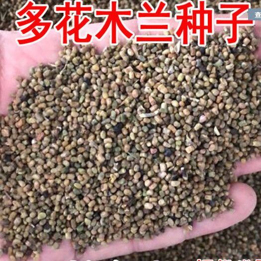 南宁多花木兰种子护坡灌木饲用灌木牧草种籽抗旱耐寒高蛋白饲草易播