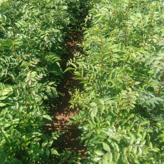 平山县大红袍花椒苗 大红袍花椒