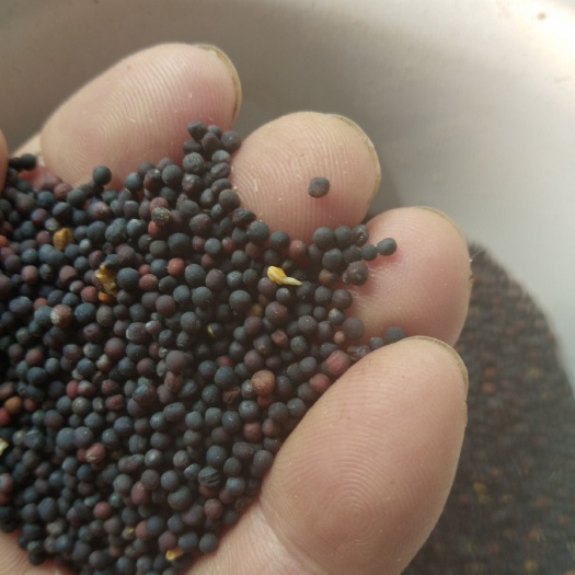 曹县百家户的油菜籽，有黄菜籽和黑菜籽