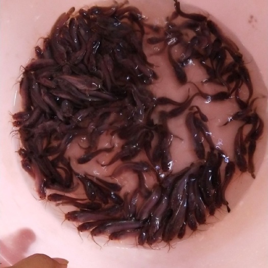 玉林 三黄土塘鲺鱼苗，杂交塘鲺鱼苗，