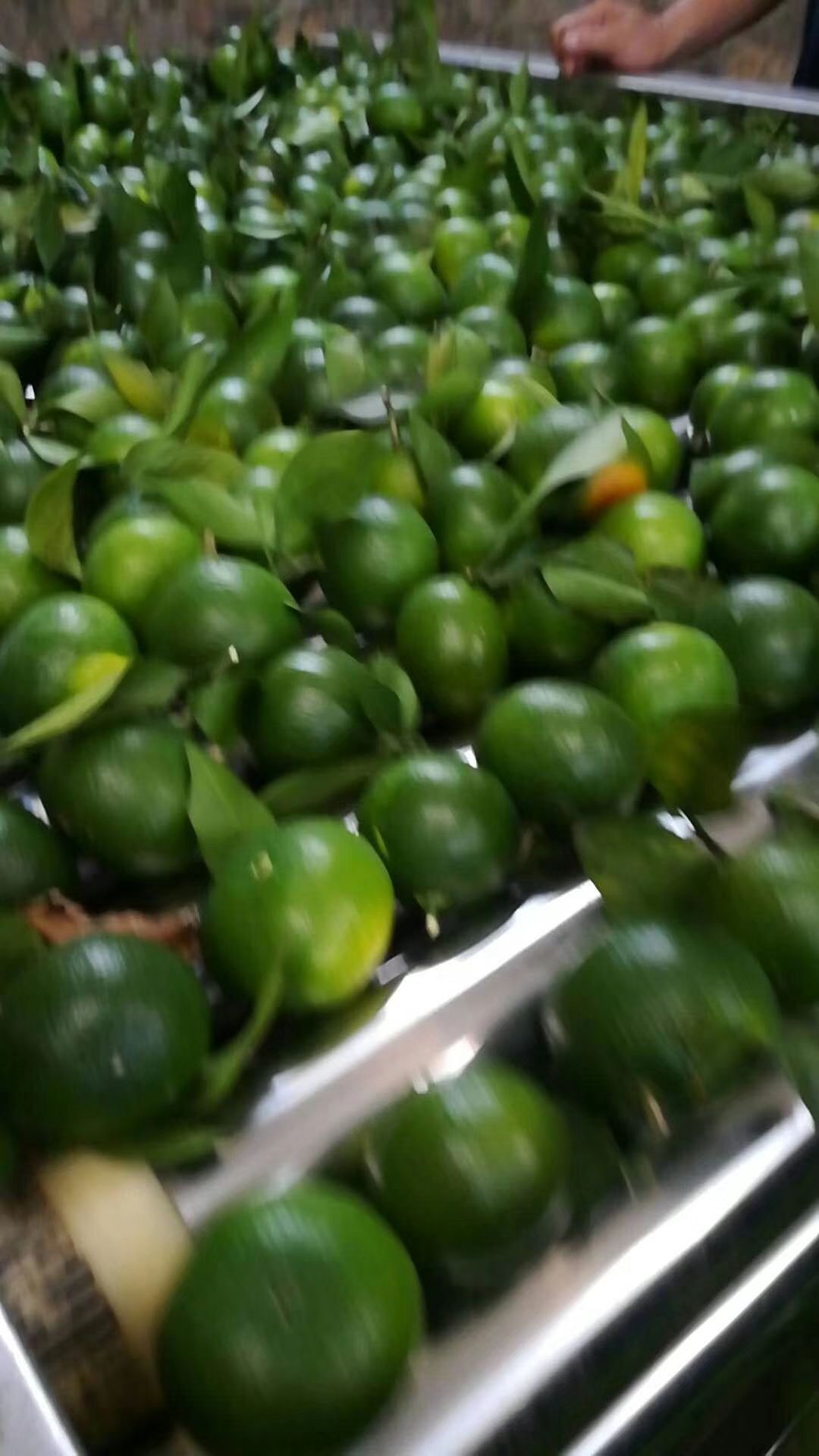 特早蜜桔 特早蜜橘