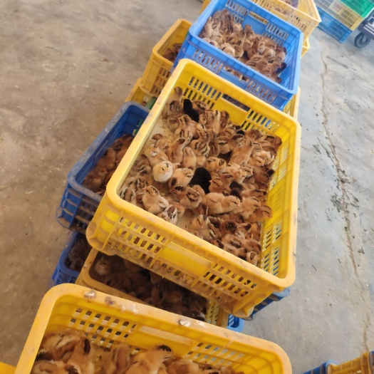 南宁灵山土鸡苗，长期批发！质量保证！