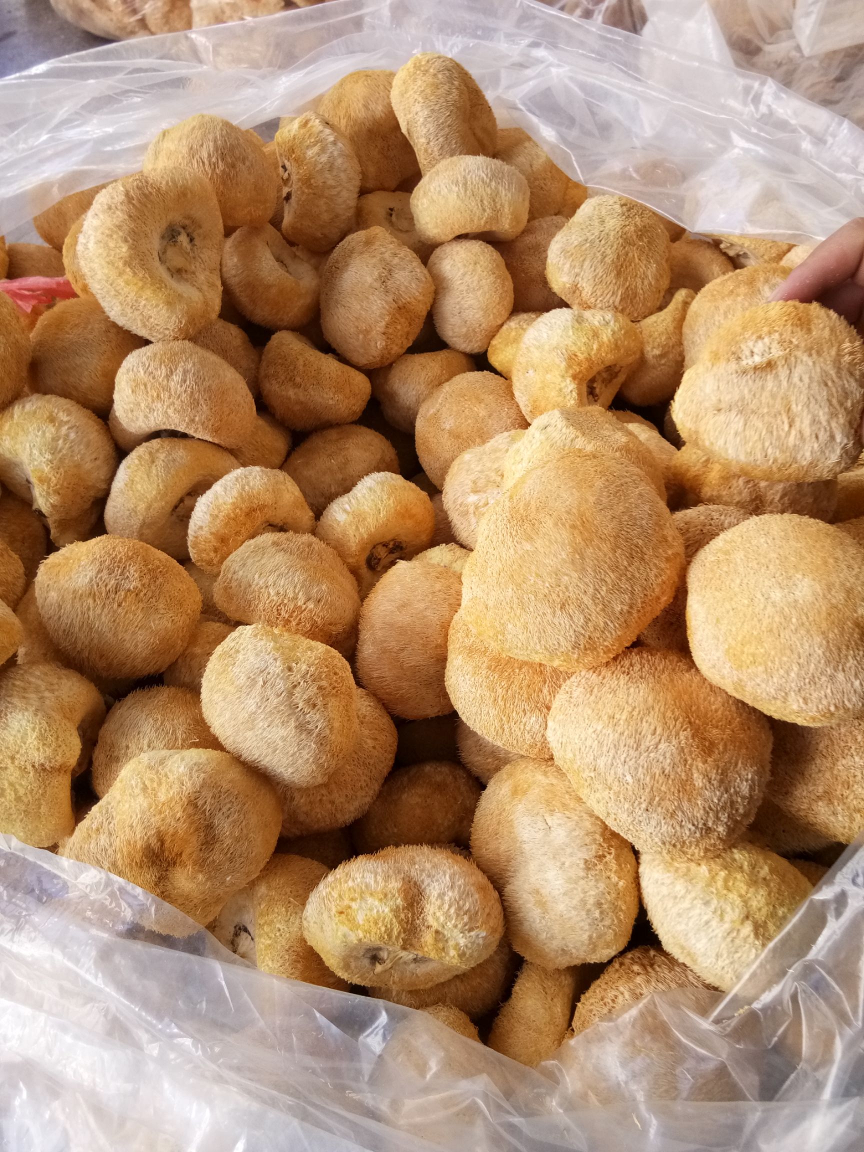古田县古田猴头菇  大量批发天然猴头菇，欢迎广大老板来店选购，保质