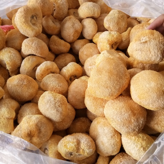 古田县古田猴头菇  大量批发天然猴头菇，欢迎广大老板来店选购，保质