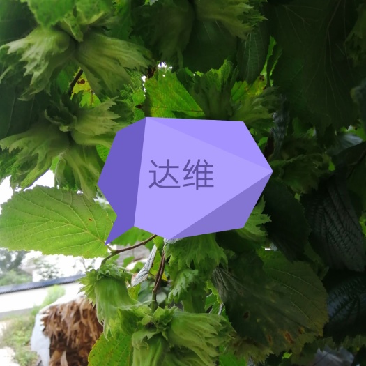 桓仁县 辽宁平殴大榛子示范基地