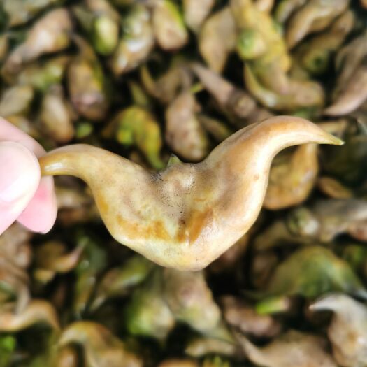 应城市湖北现摘嫩菱角大青菱 新鲜现摘菱角 可开发票 发整车